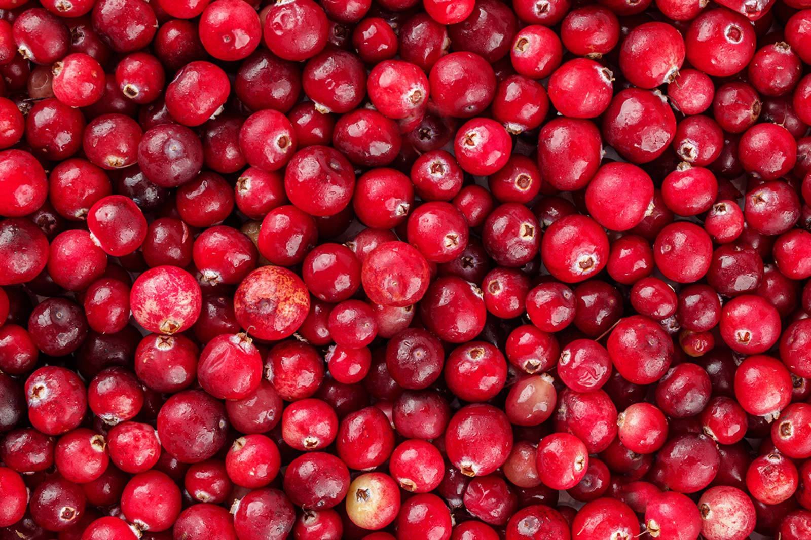 Cranberries: A Holiday Favorite for Any Time of Year