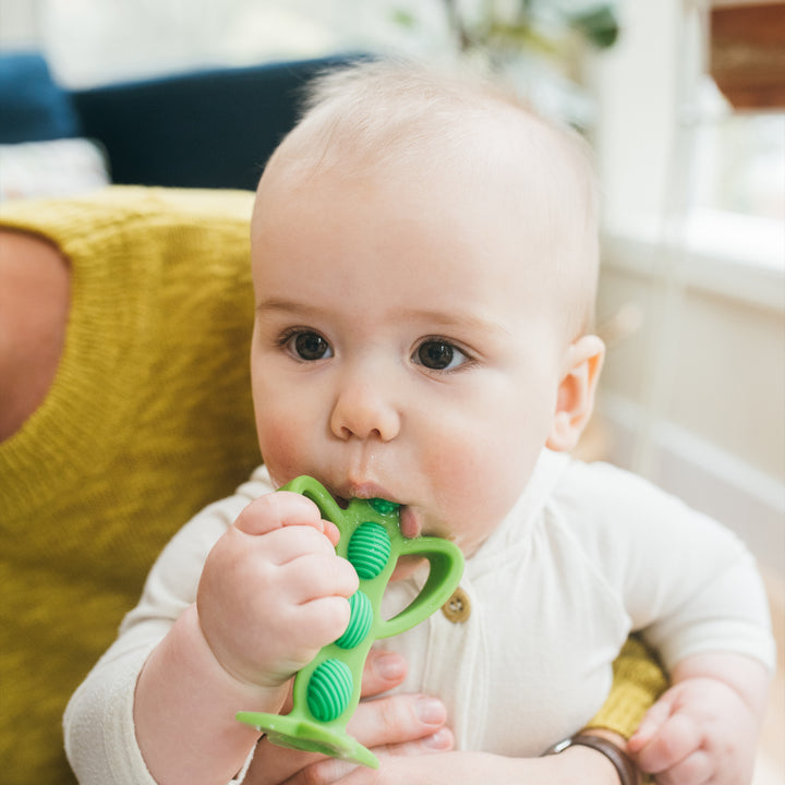 A baby in a white outfit sits on a person's lap, chewing on Dr. Brown's™ Teether + Training Toothbrush in the Peapod design. The softly blurred background exudes a cozy brightness.